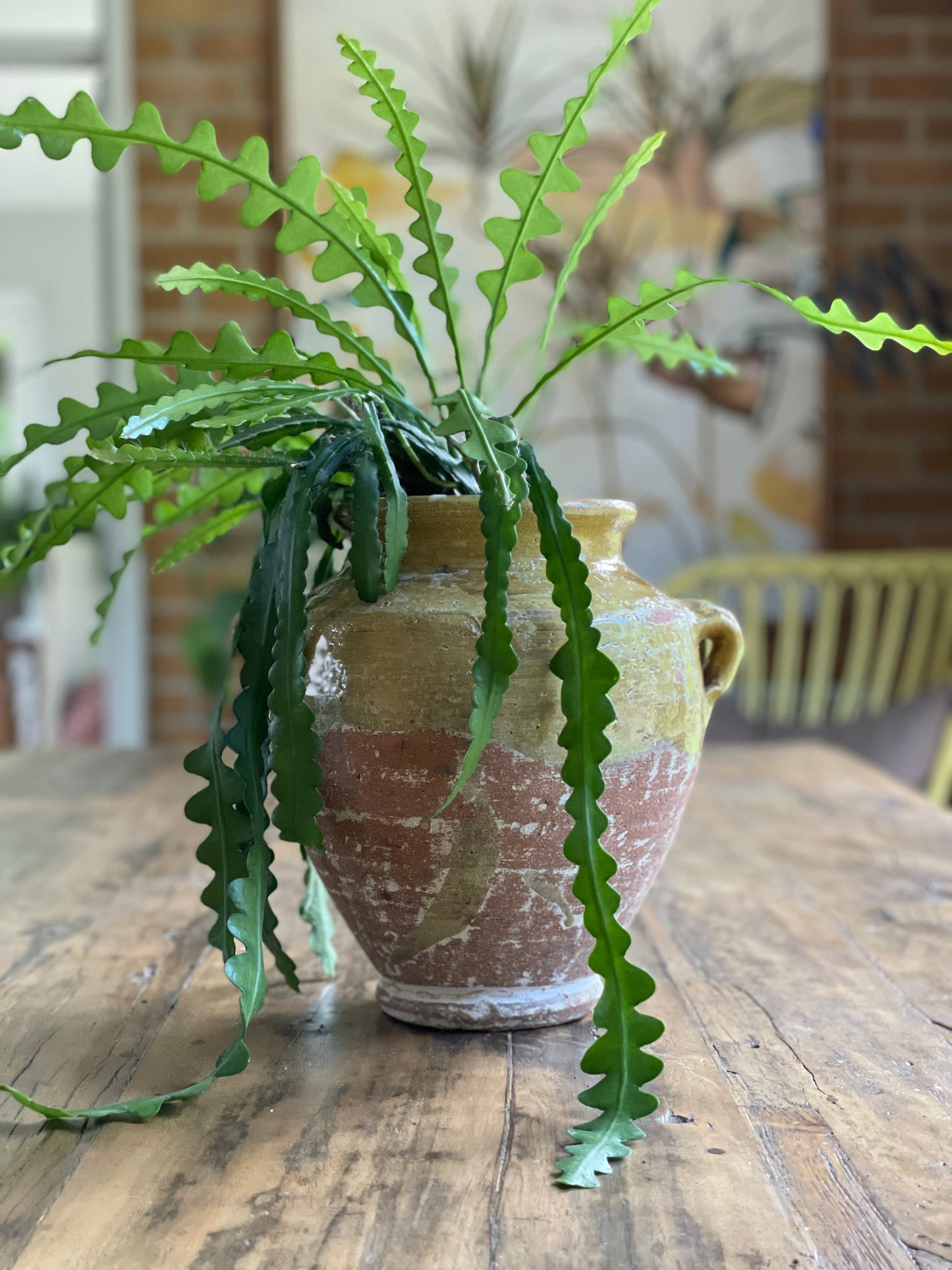 Nut Oil Glazed Pot - Creamy Mustard